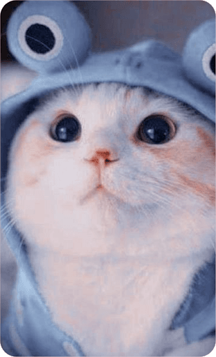 Милые котики фото на аву