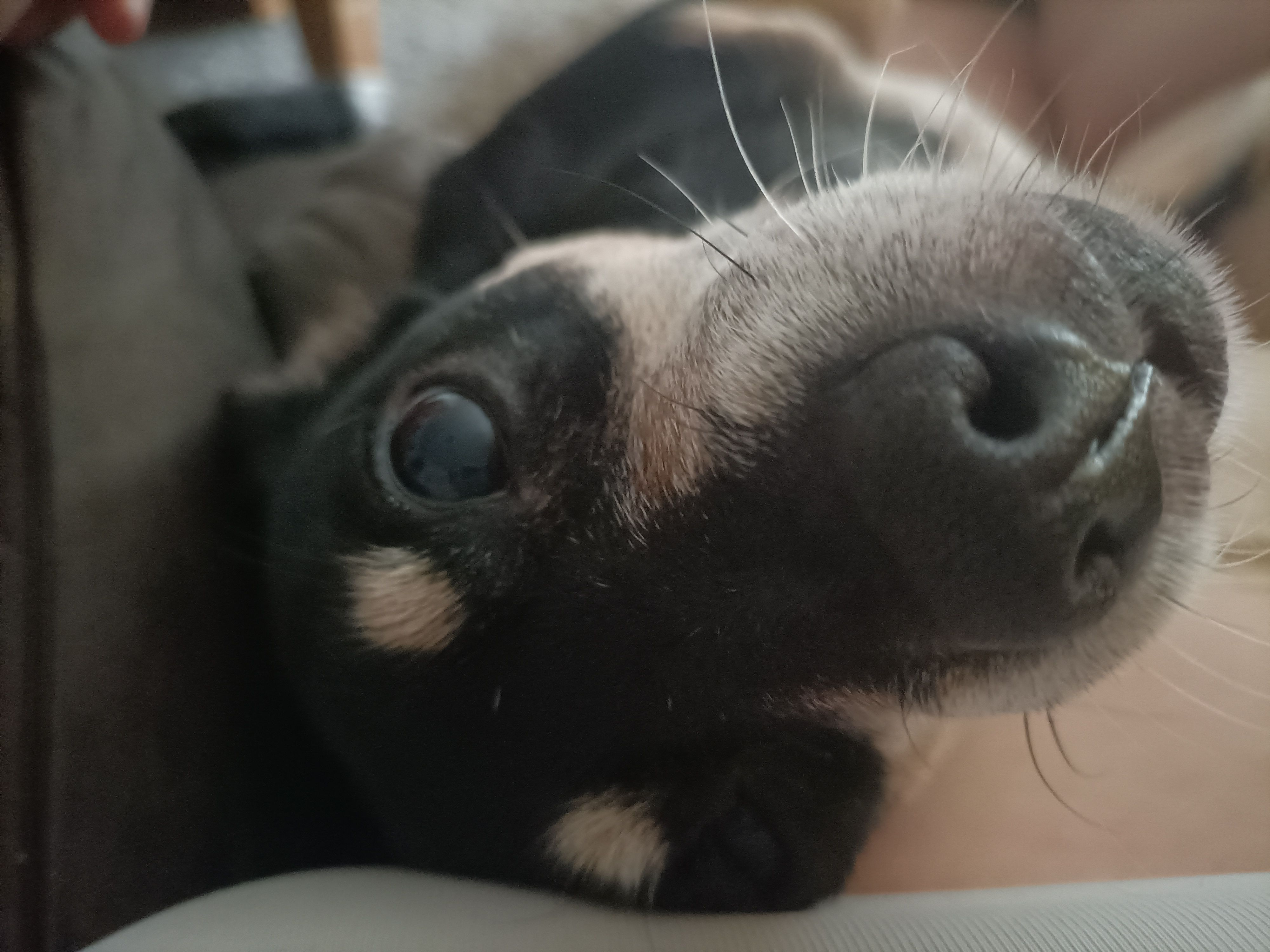 Doggo
