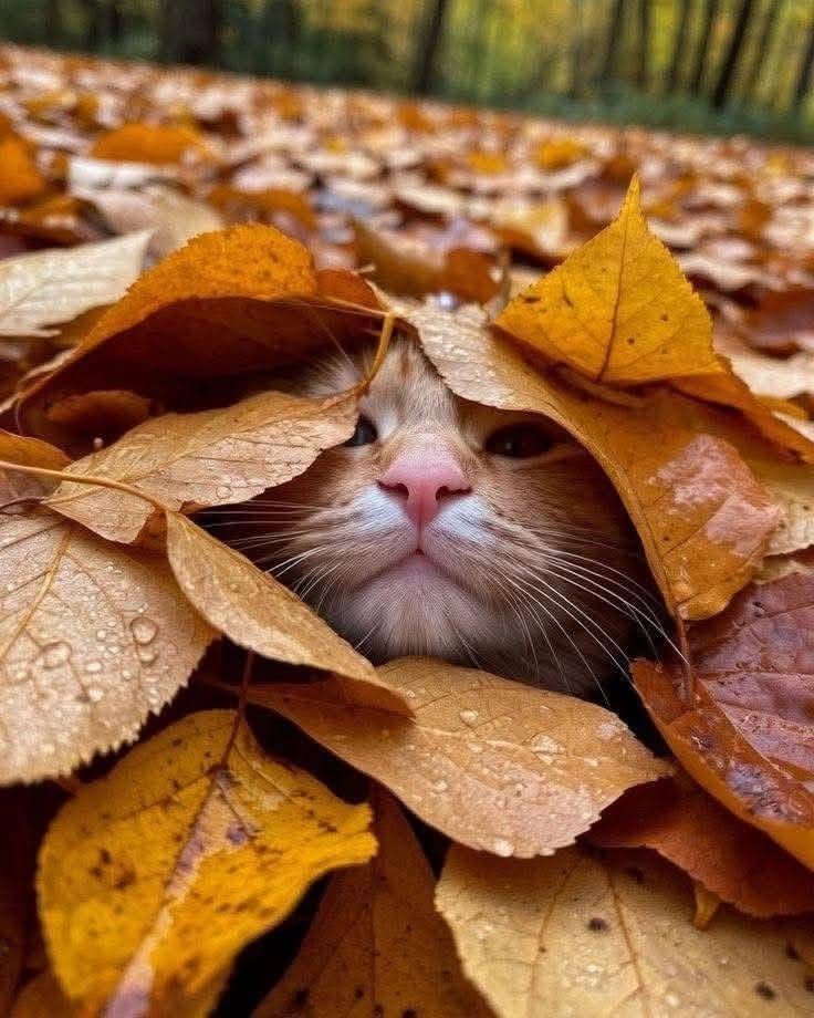🍂