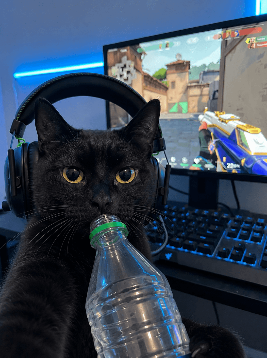 🐈‍⬛🎮 ¿Buscas duo para tus próximas partidas? 💜