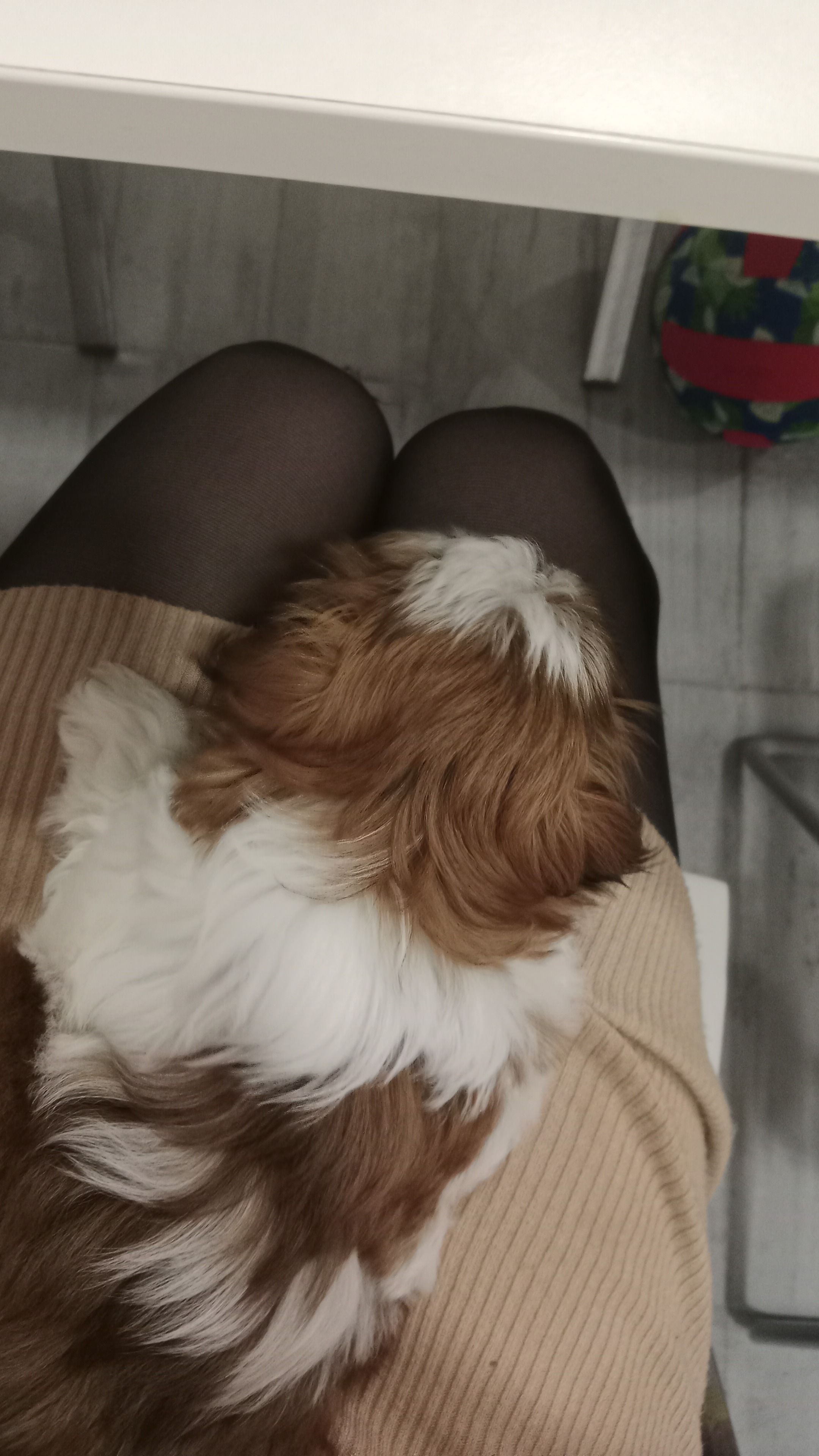 🐶🐾