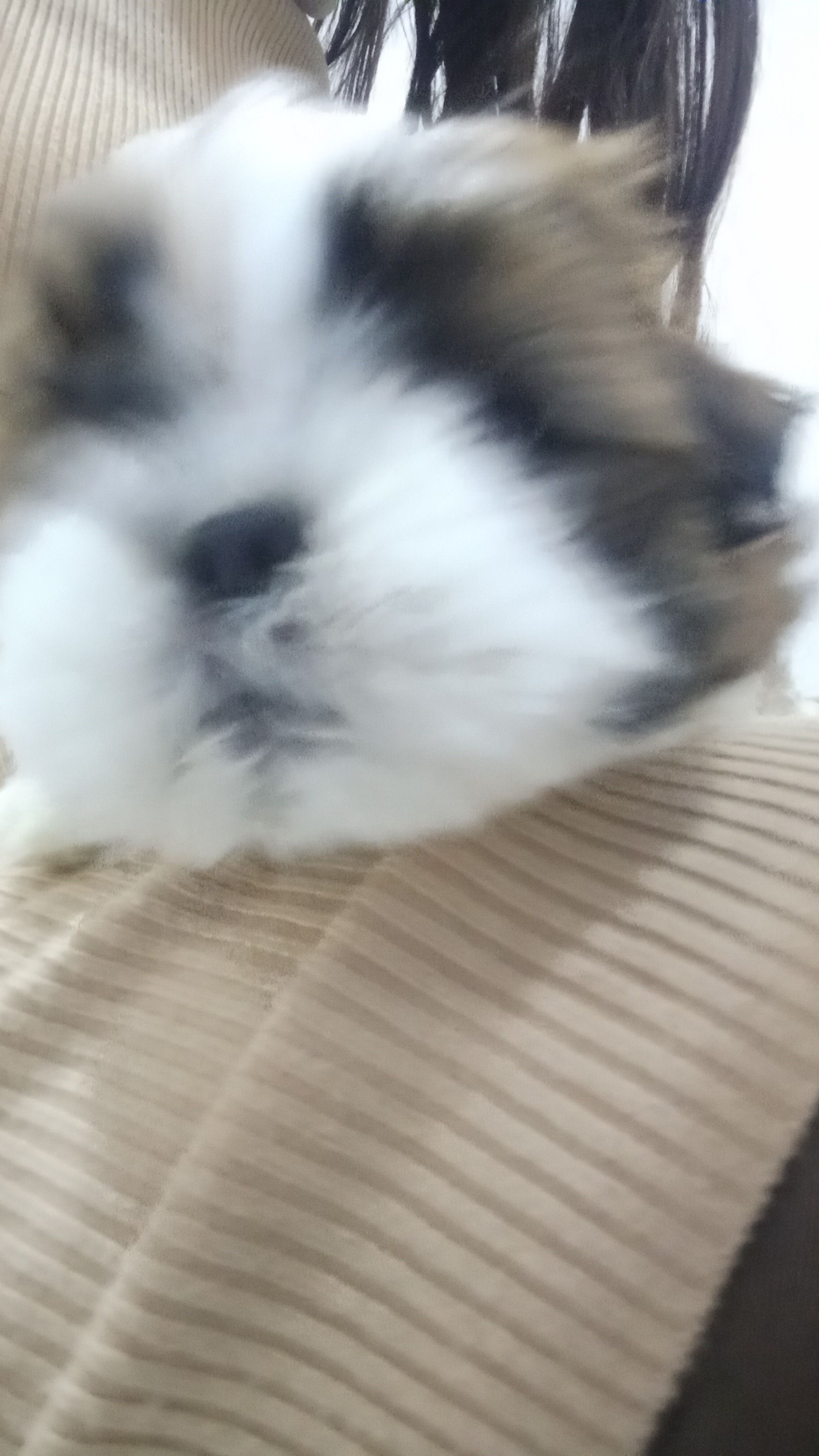 🐶🐾