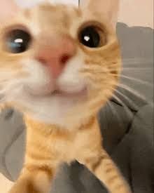 Hi Hiii >,<