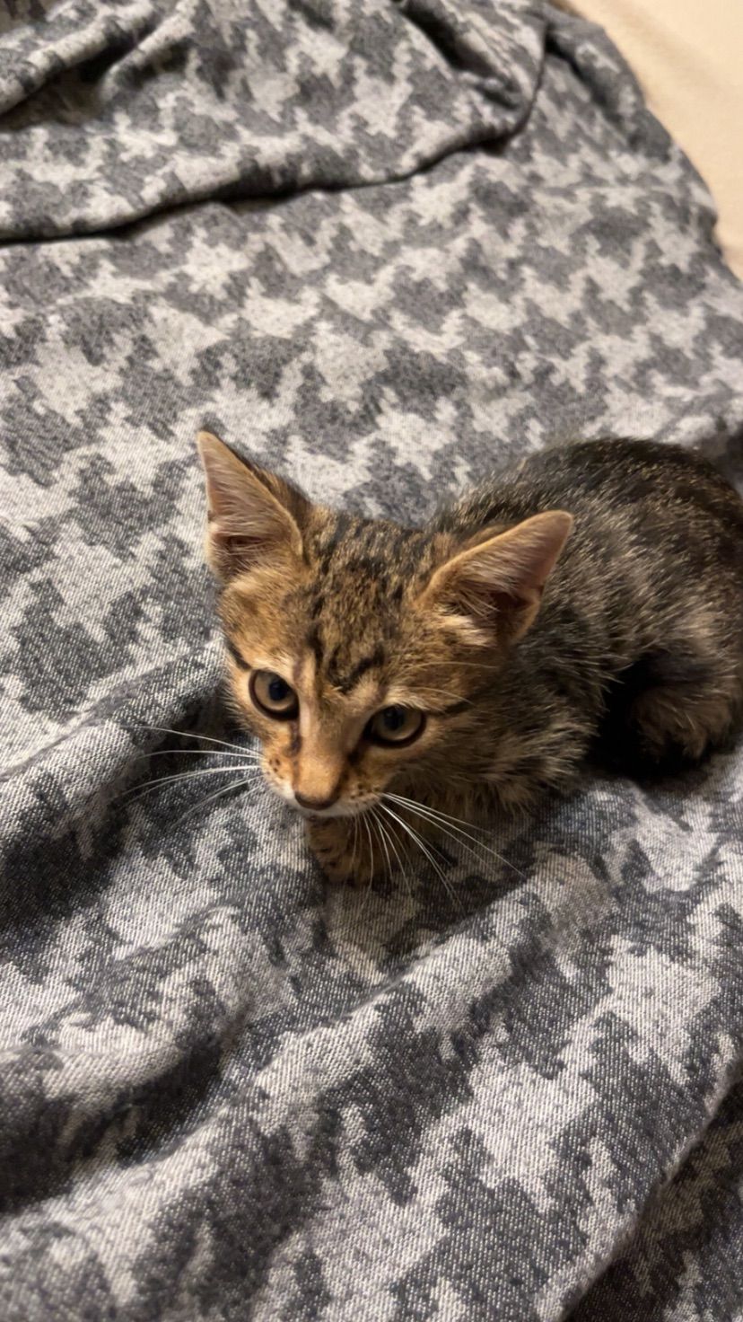Found a kitty today! follow me for updates💕