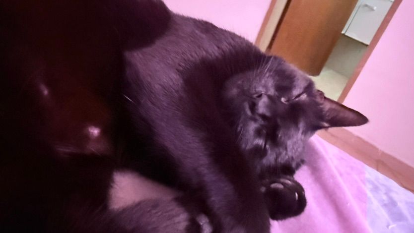 holi:3