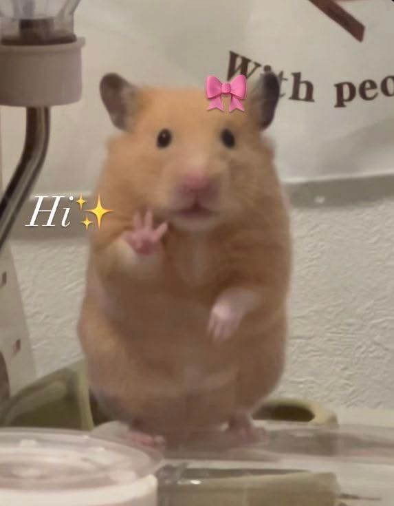 hi