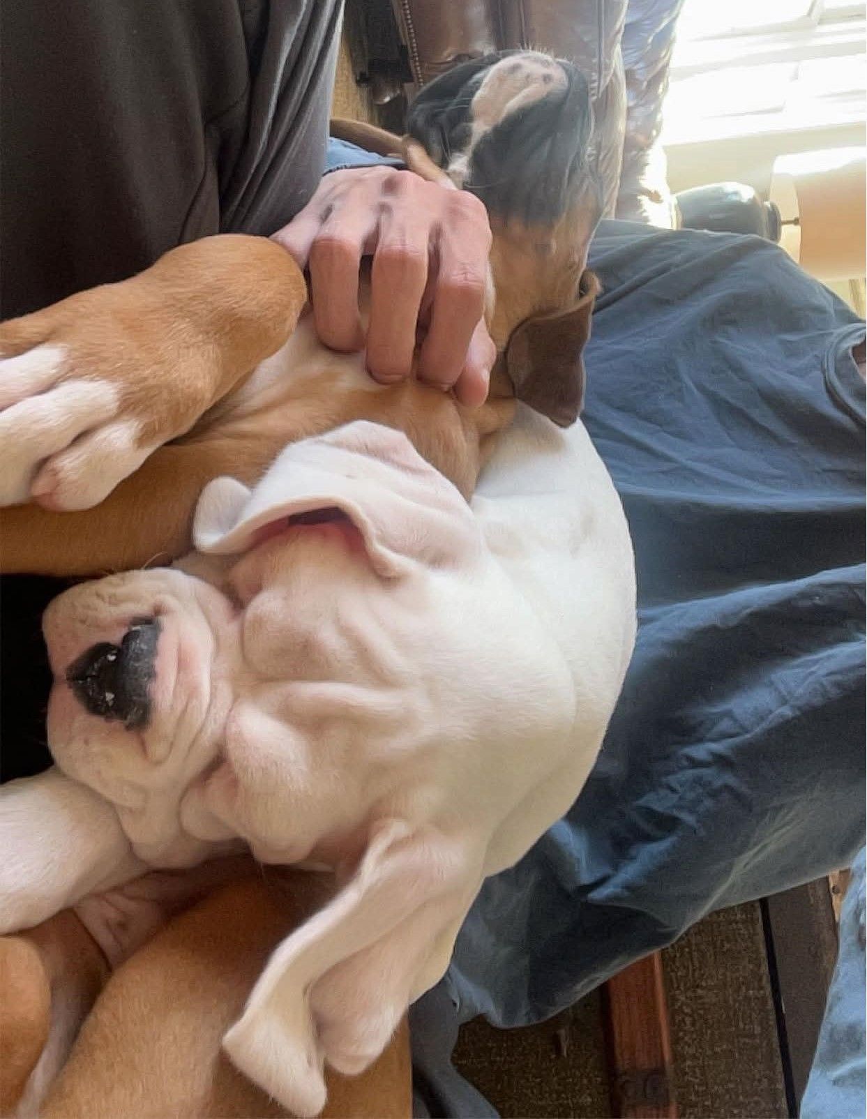 Puppies!