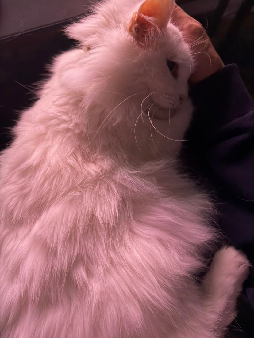 my cat c: