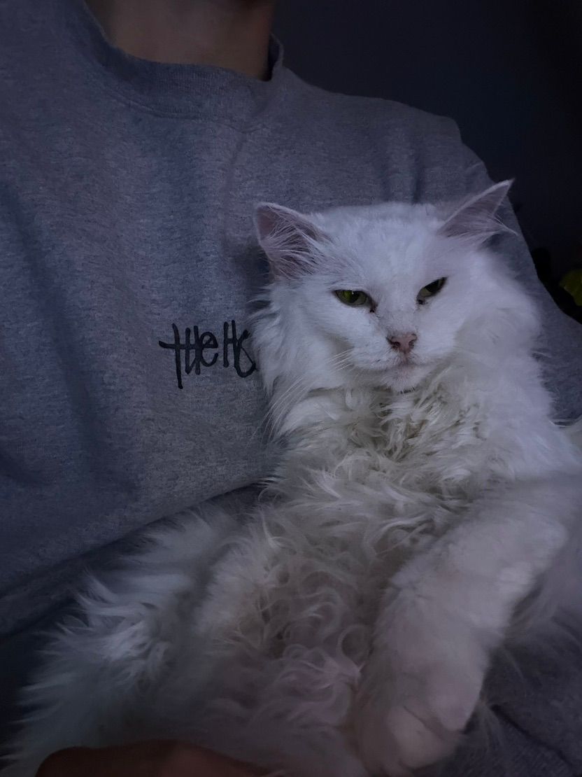 more cat c: