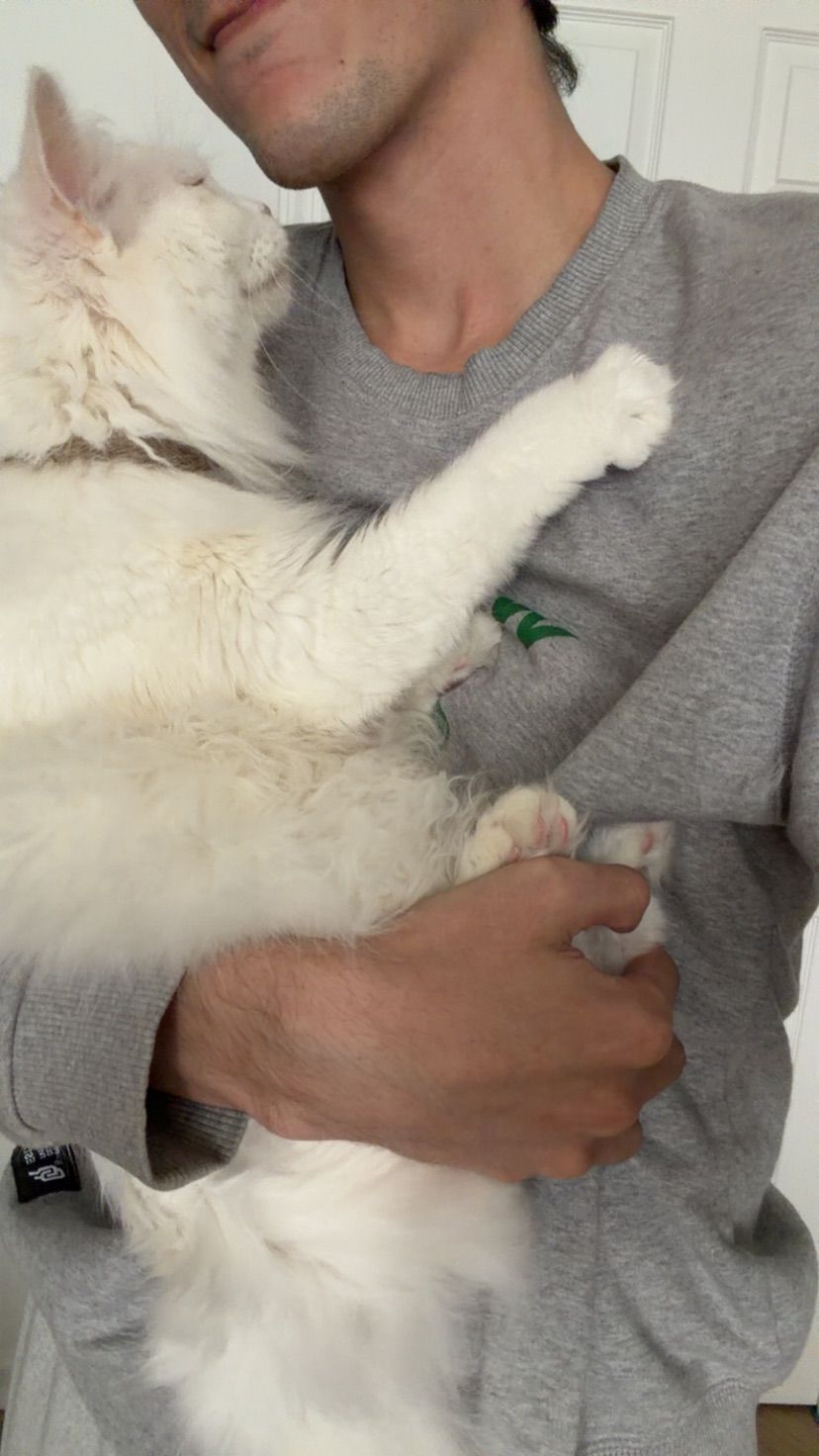 mo cat mo cat