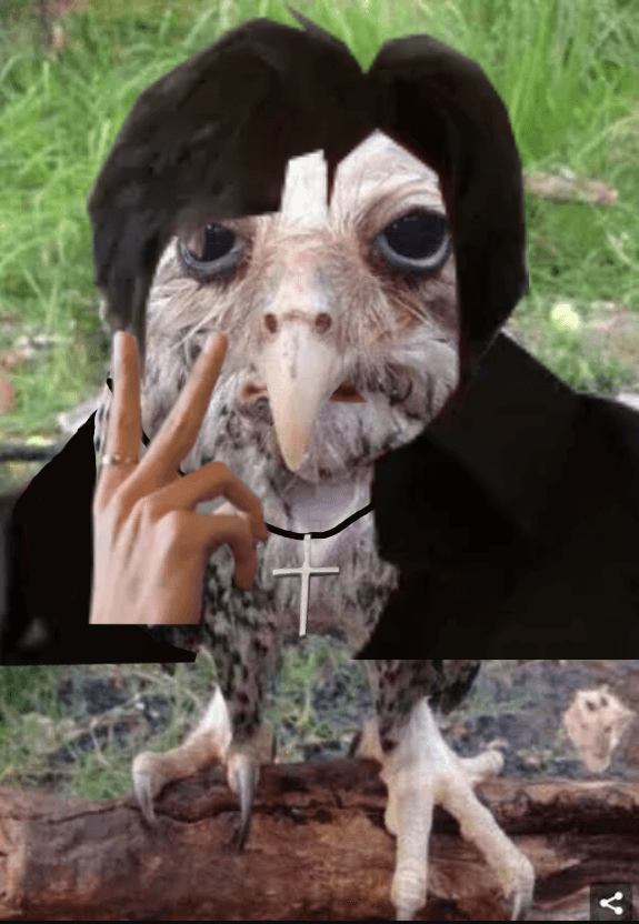 Owl Bliink