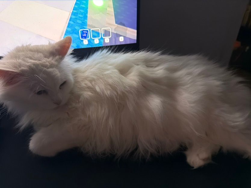 More cat
