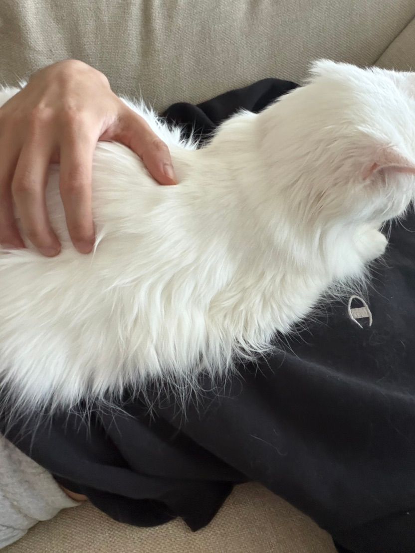 MO CAT