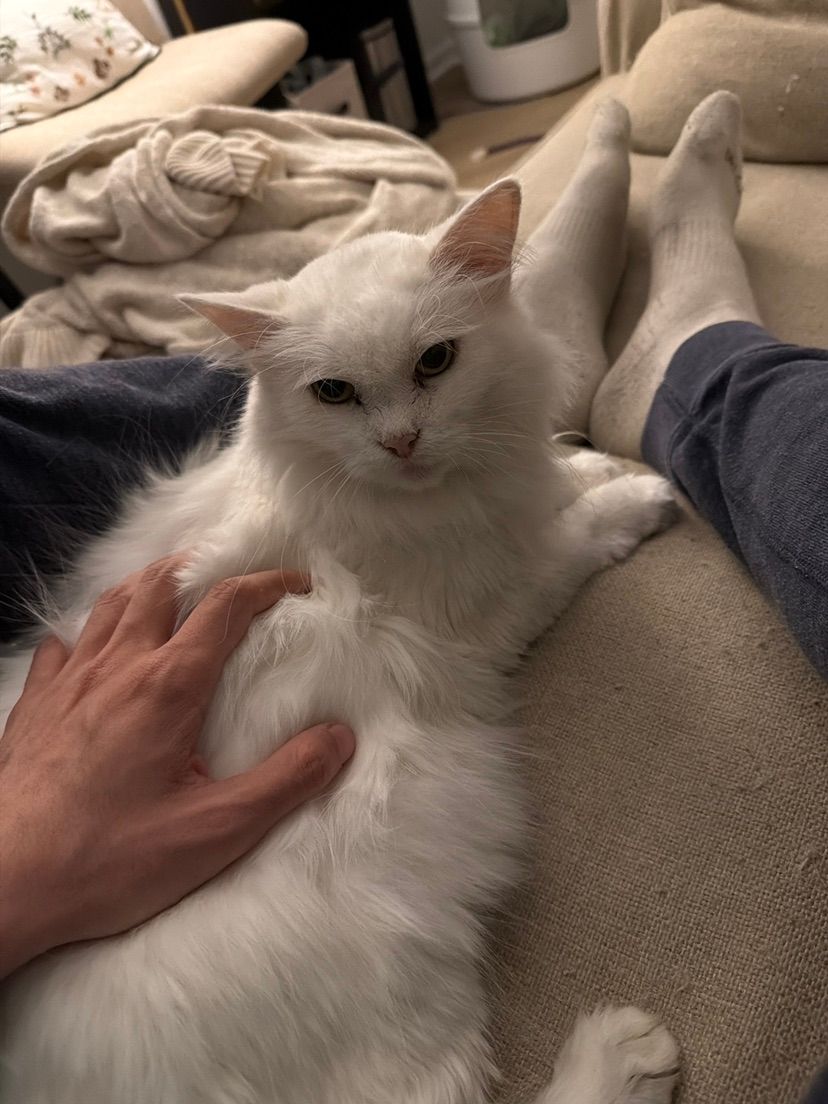 ma fluffy cat