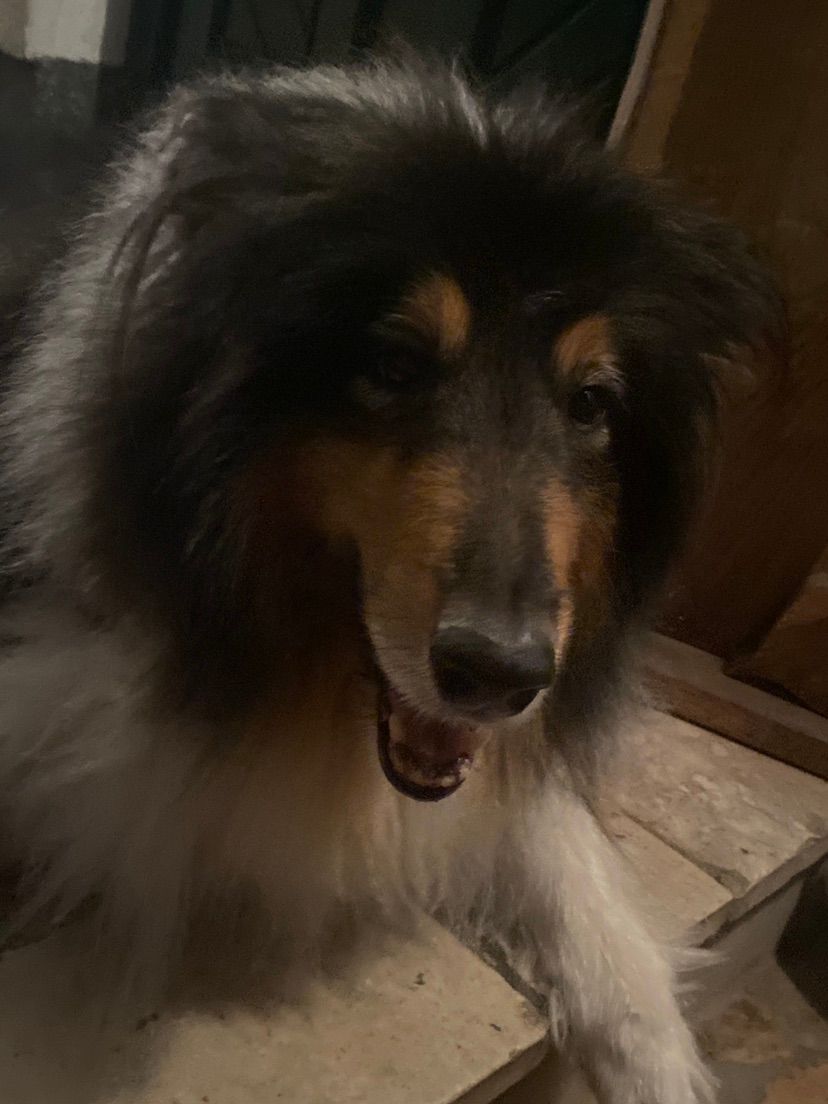 You got that dog in you?