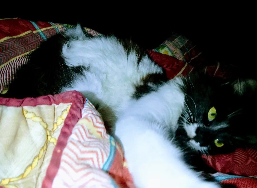 guys my cat gave birth yesterday