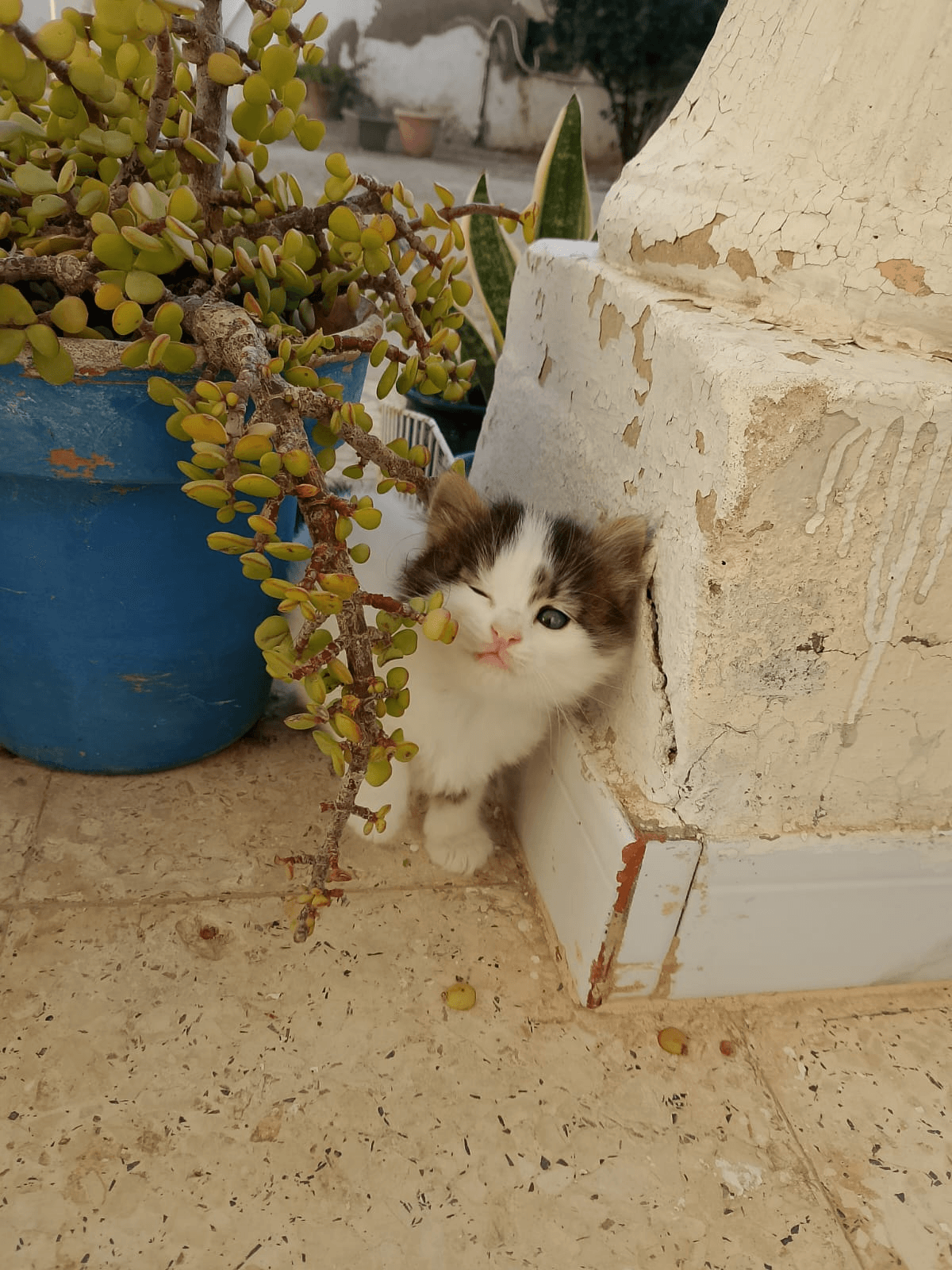 sharing cat pics today