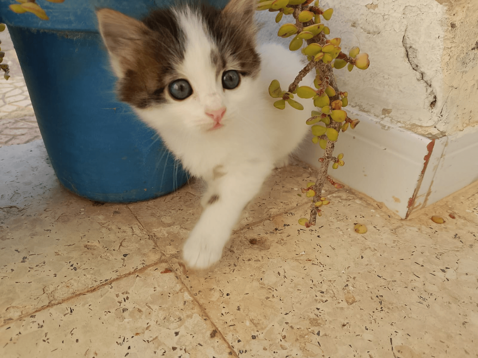 sharing cat pics today