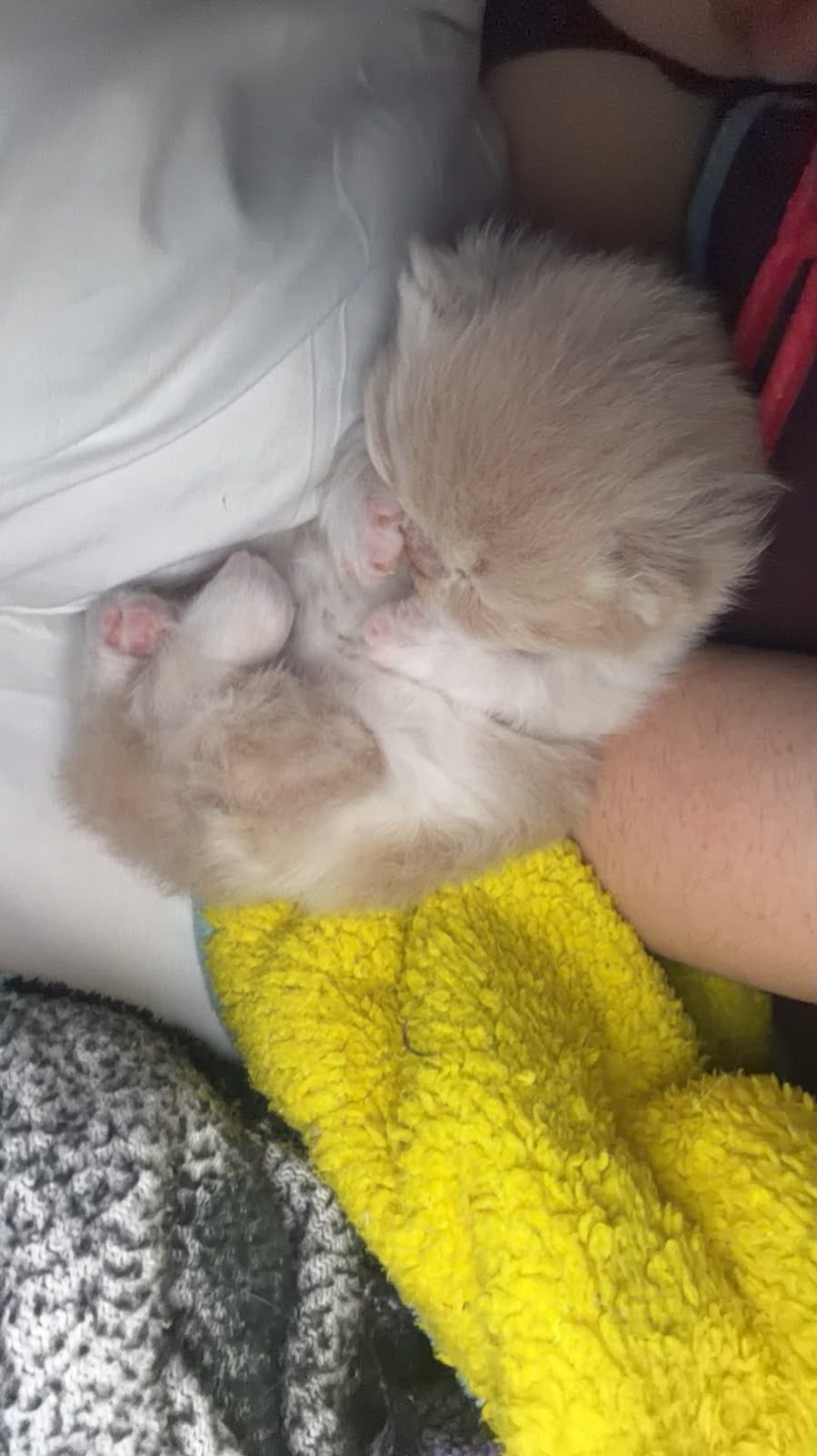😽