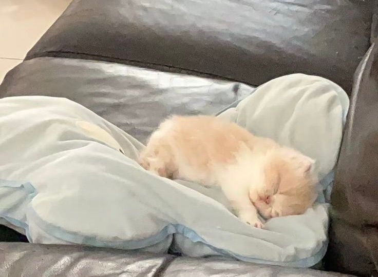 (=^･ω･^=)