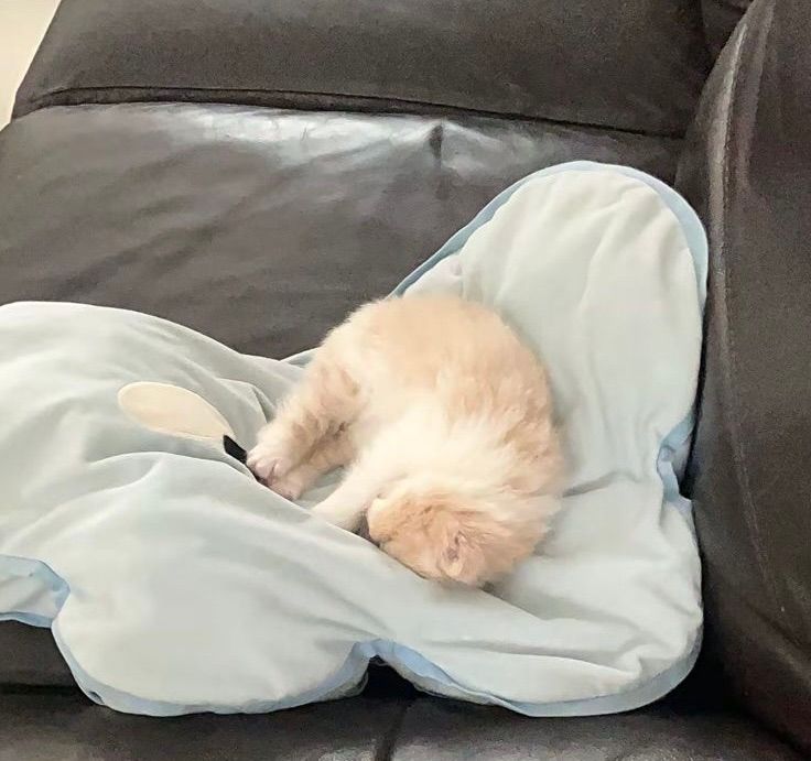 (=^･ω･^=)