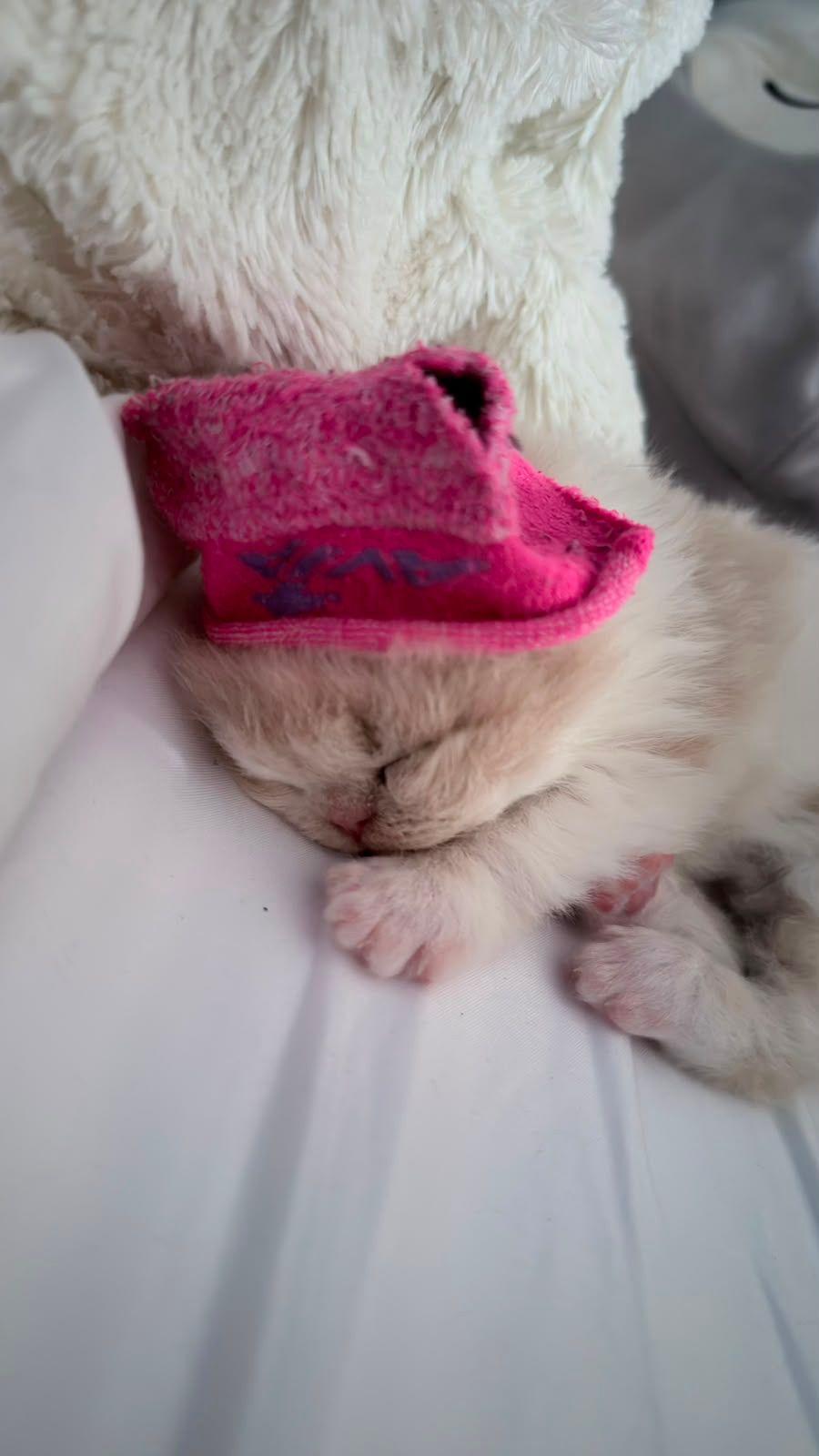 (^=◕ᴥ◕=^)