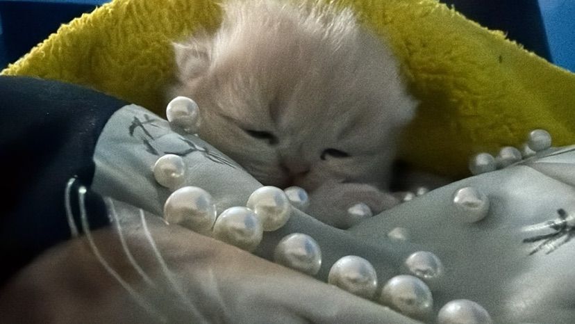 ฅ(^◕ᴥ◕^)ฅ