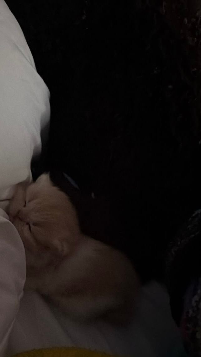 ฅ(^◕ᴥ◕^)ฅ