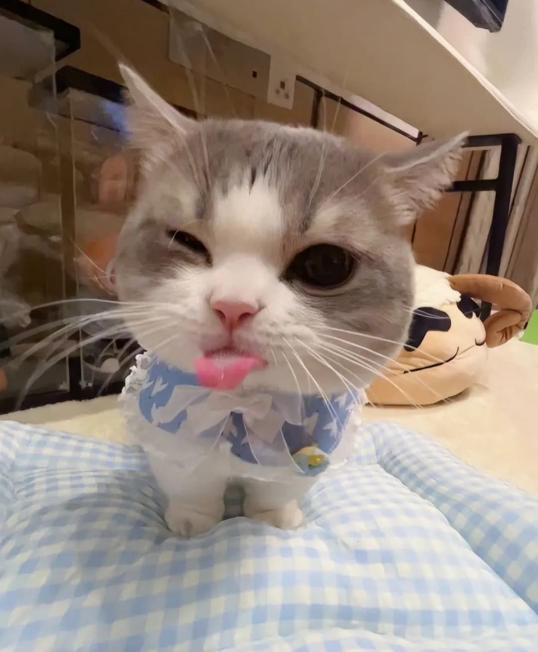 animal hospital MIGHT be a crazy game... ( ˶°ㅁ°) !