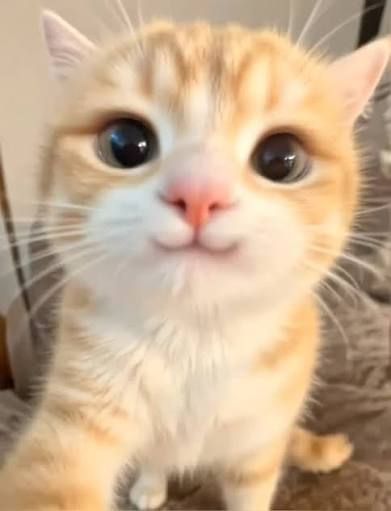 did you know… what my favorite food is⁉️⁉️