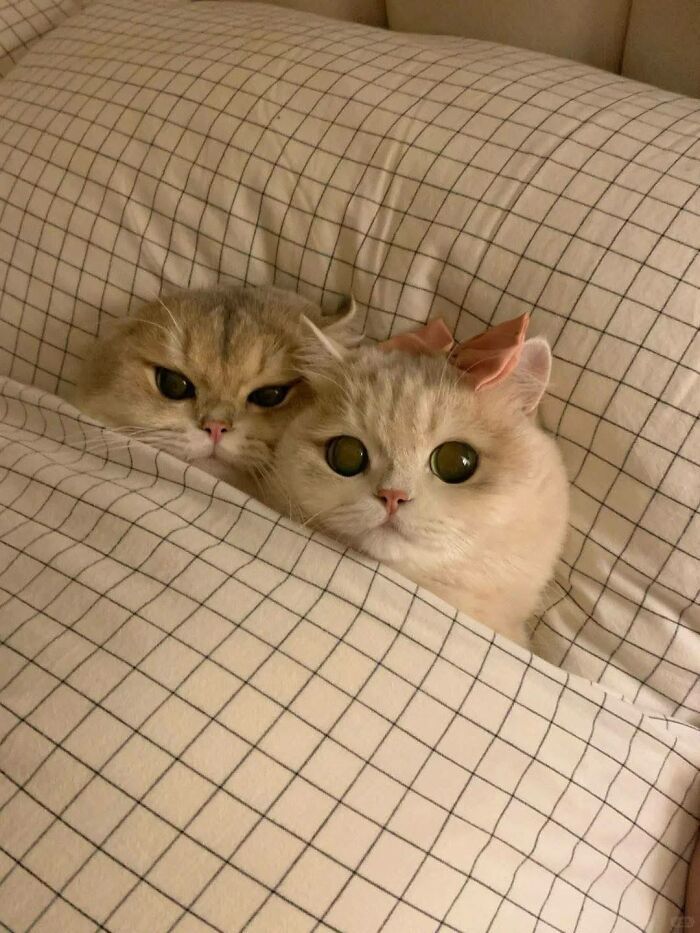 which cat are u...