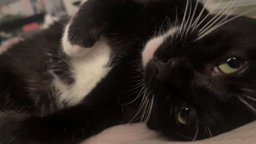 I cant help but post my cats omg