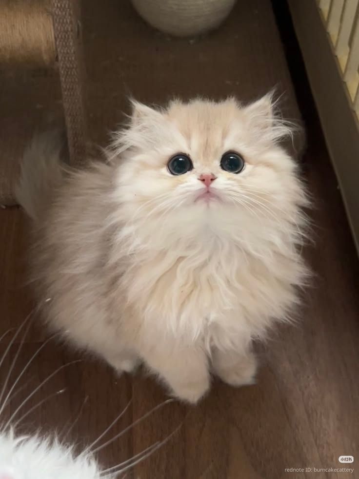 Meow