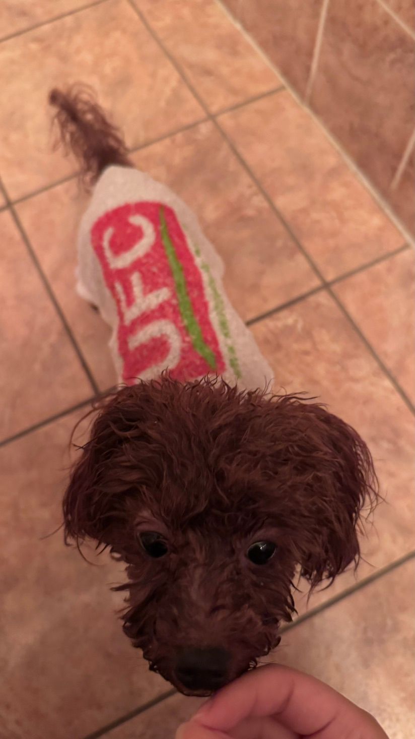 my dog supports UFC