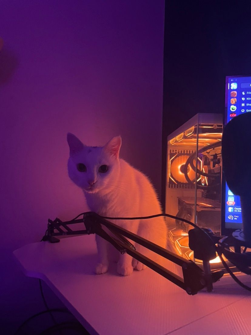 Kittyy!!!!