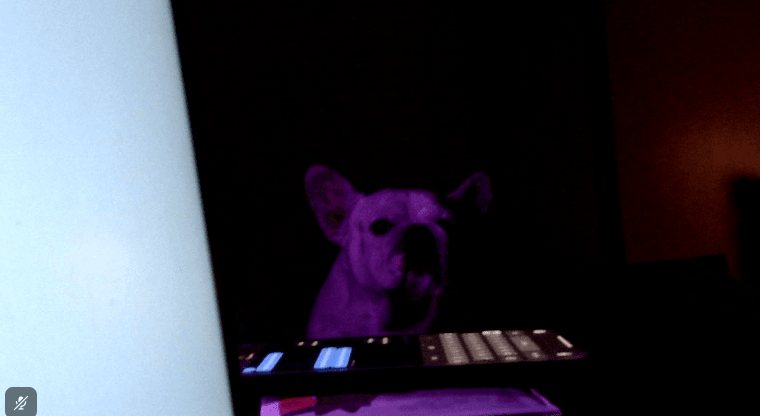 dog