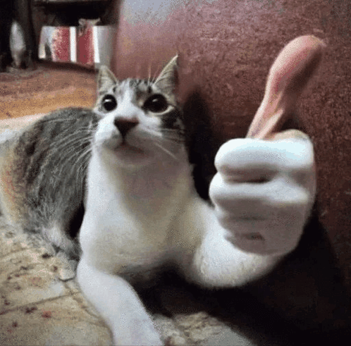 yo