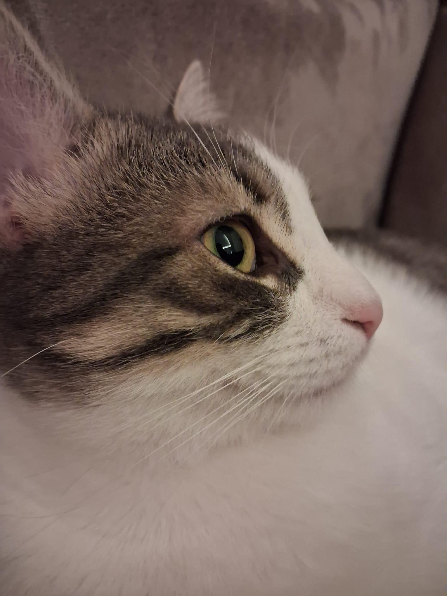 meow