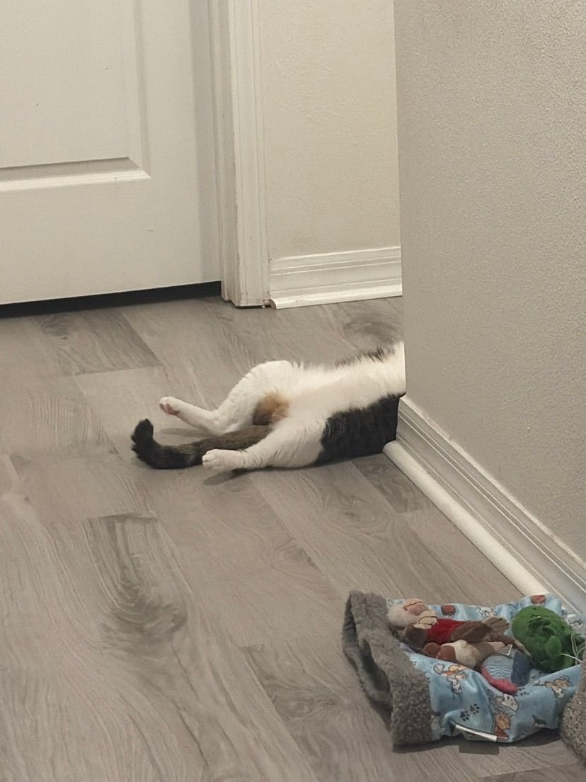monthly cat picture