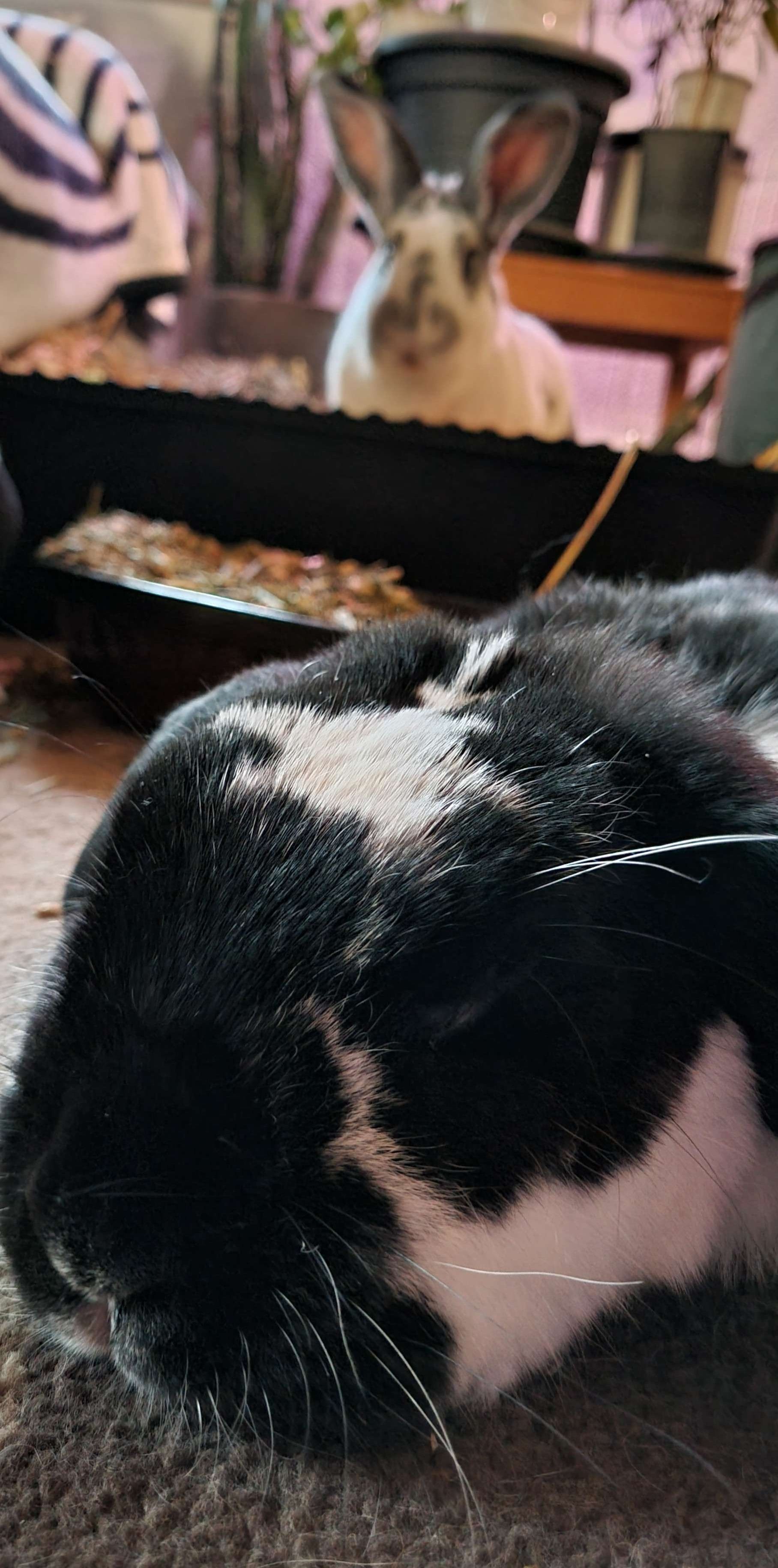 Always such a sleepy fellaa