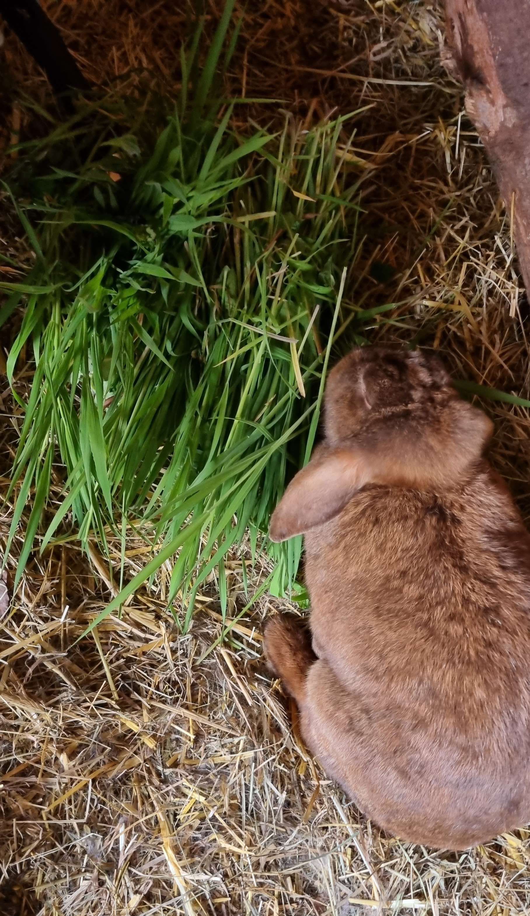MY 1000TH BUNNY POST!!!