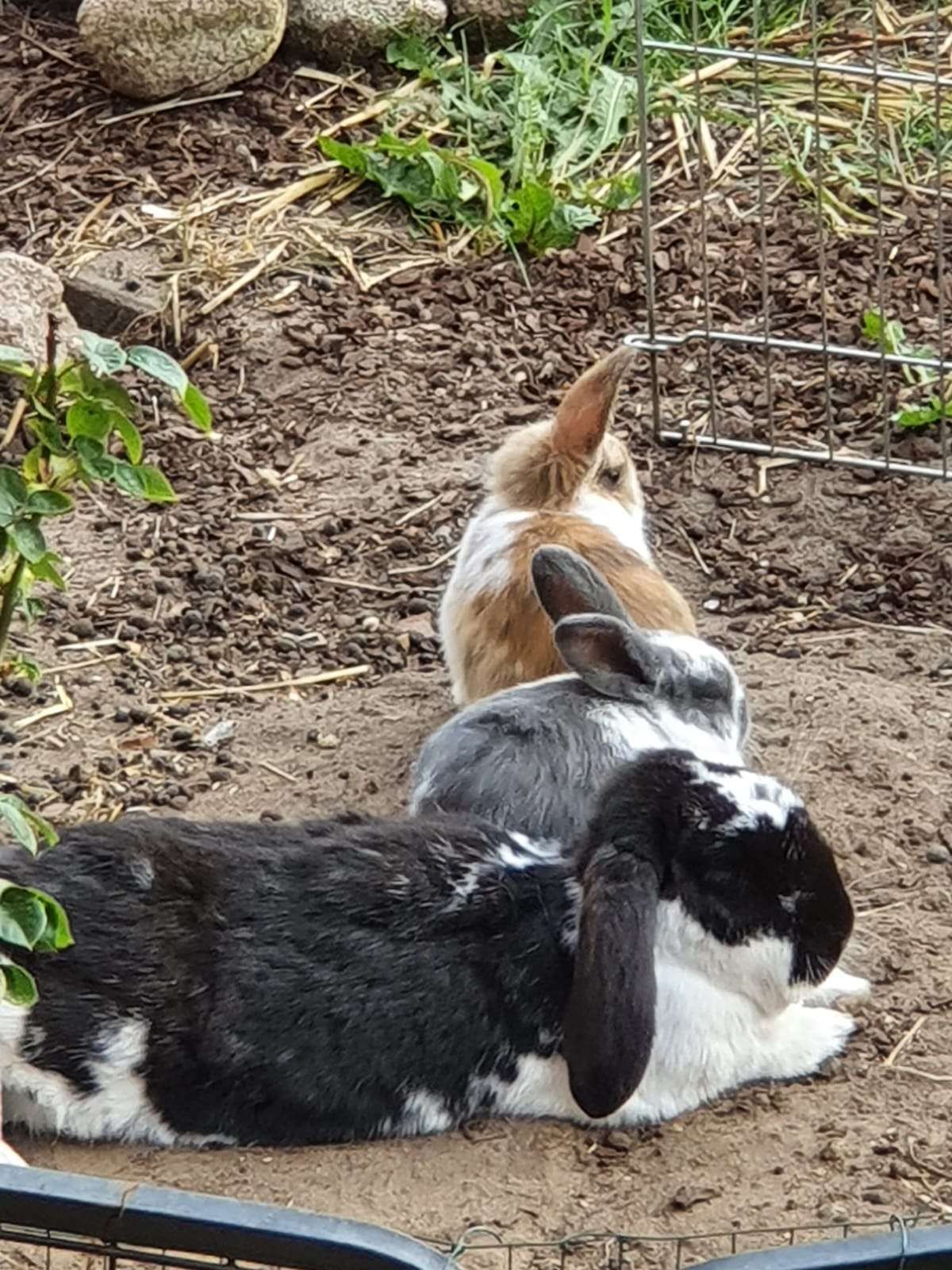 Ears goooooo UP! Muffin ♡ is too cute