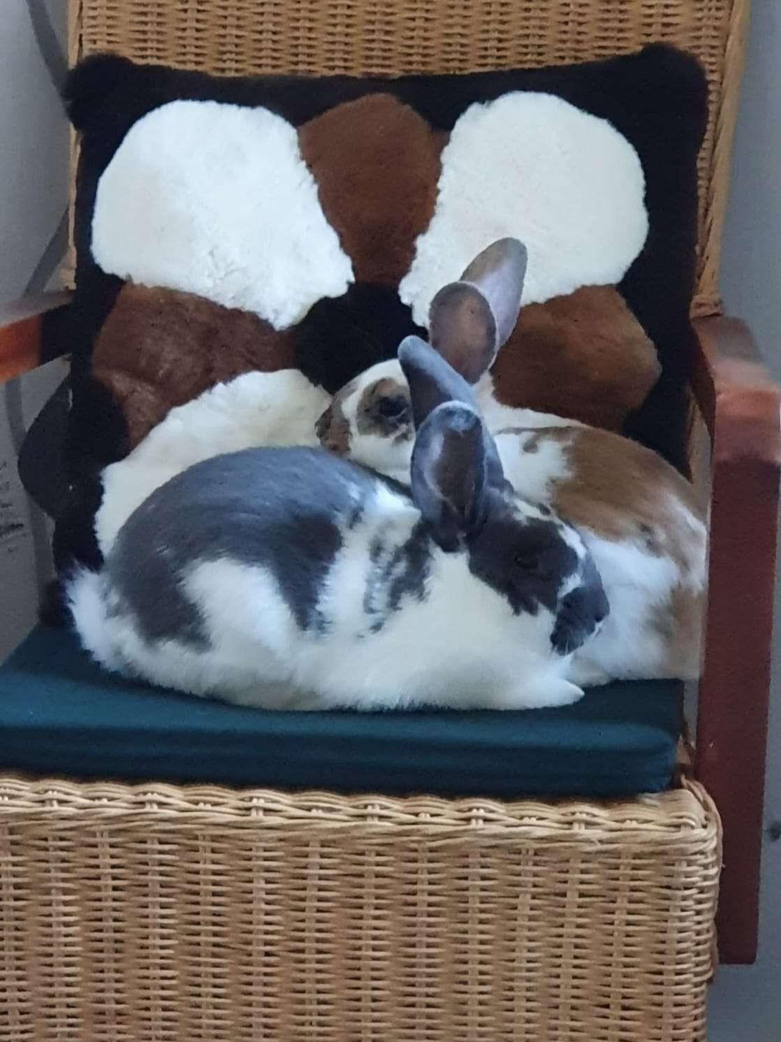 BIG BUNS LAID OUT ON THE CHAIR