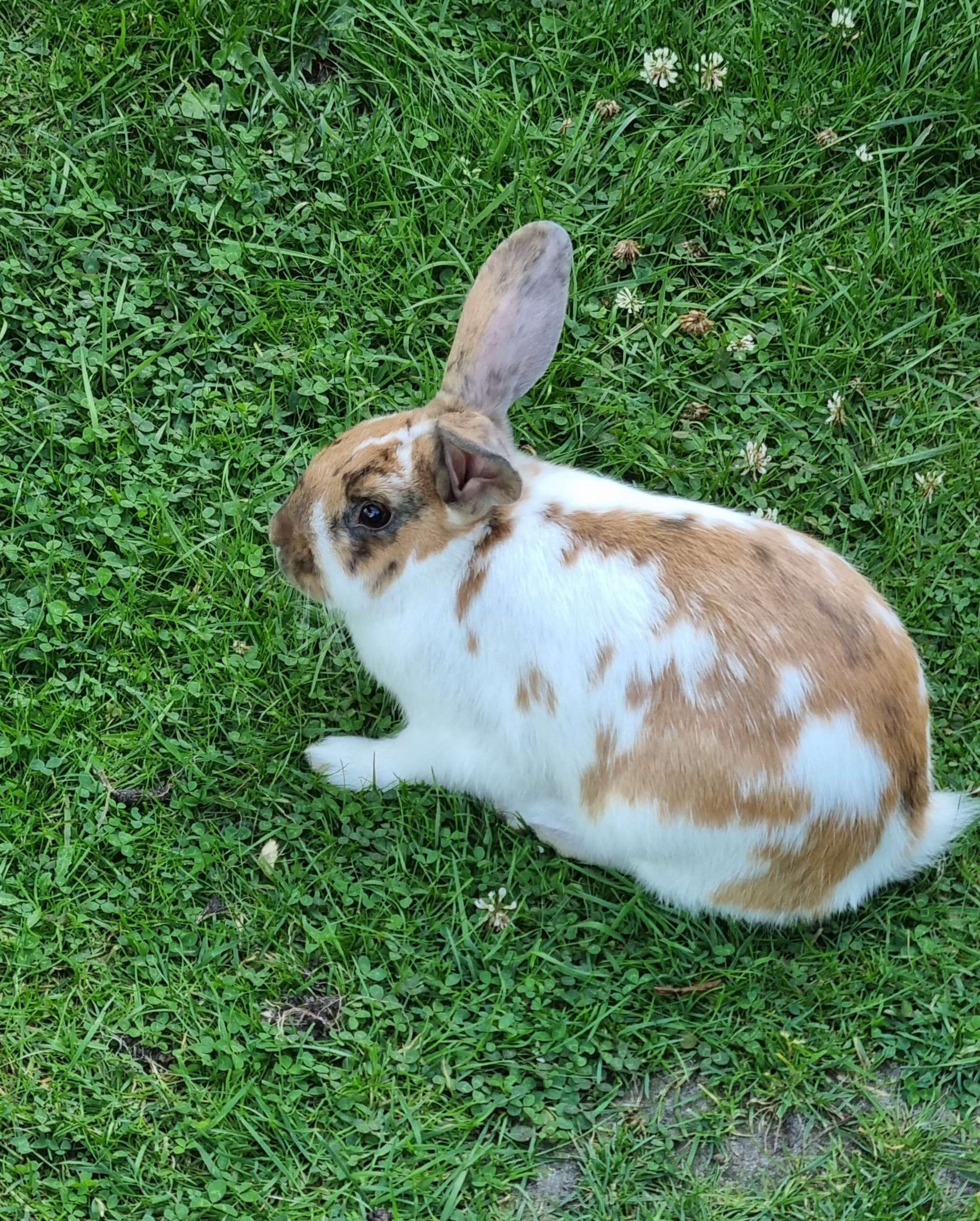 Wild Bunny sighted! Next Step: