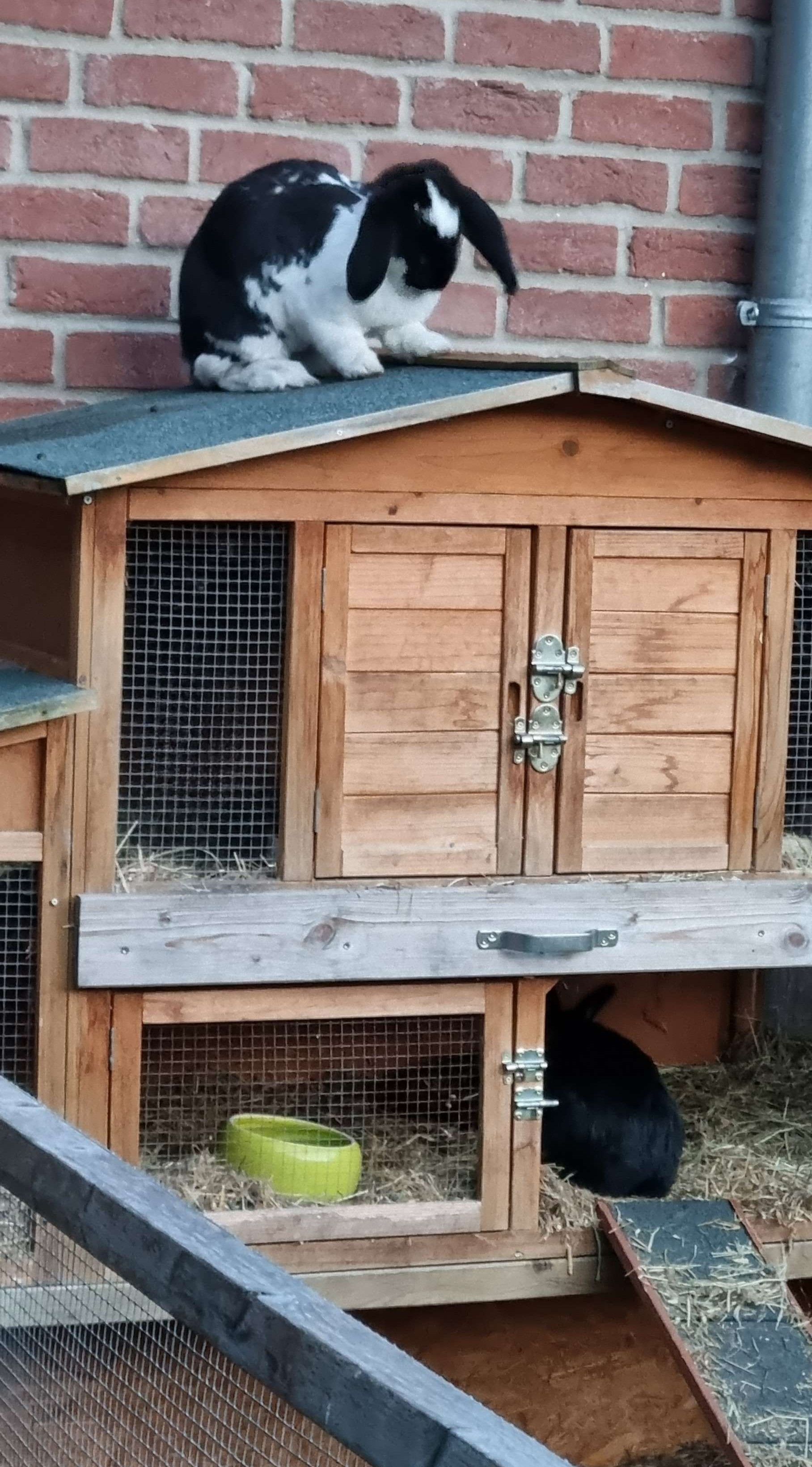 Bunny... Oh Bunny why are you on the roof..