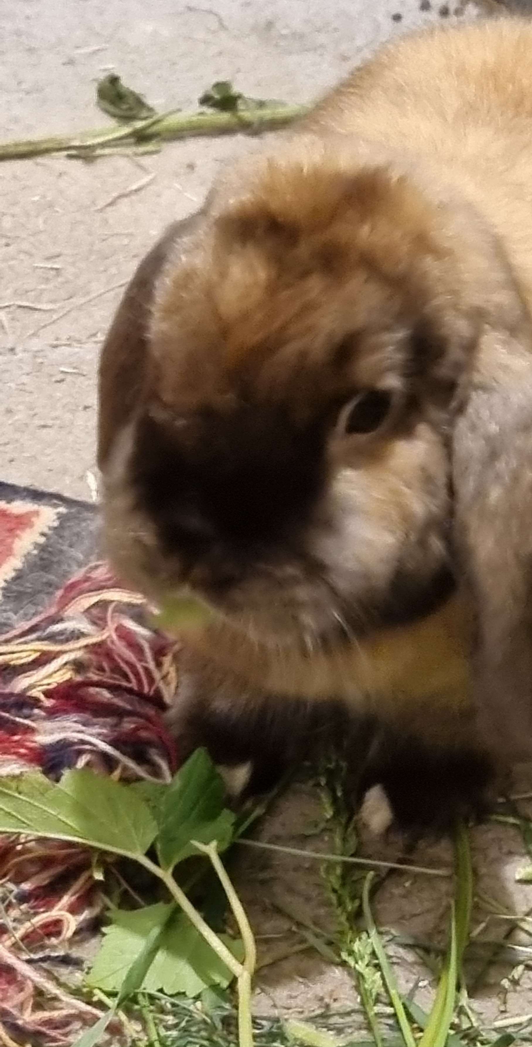 LETTUCE AXEL