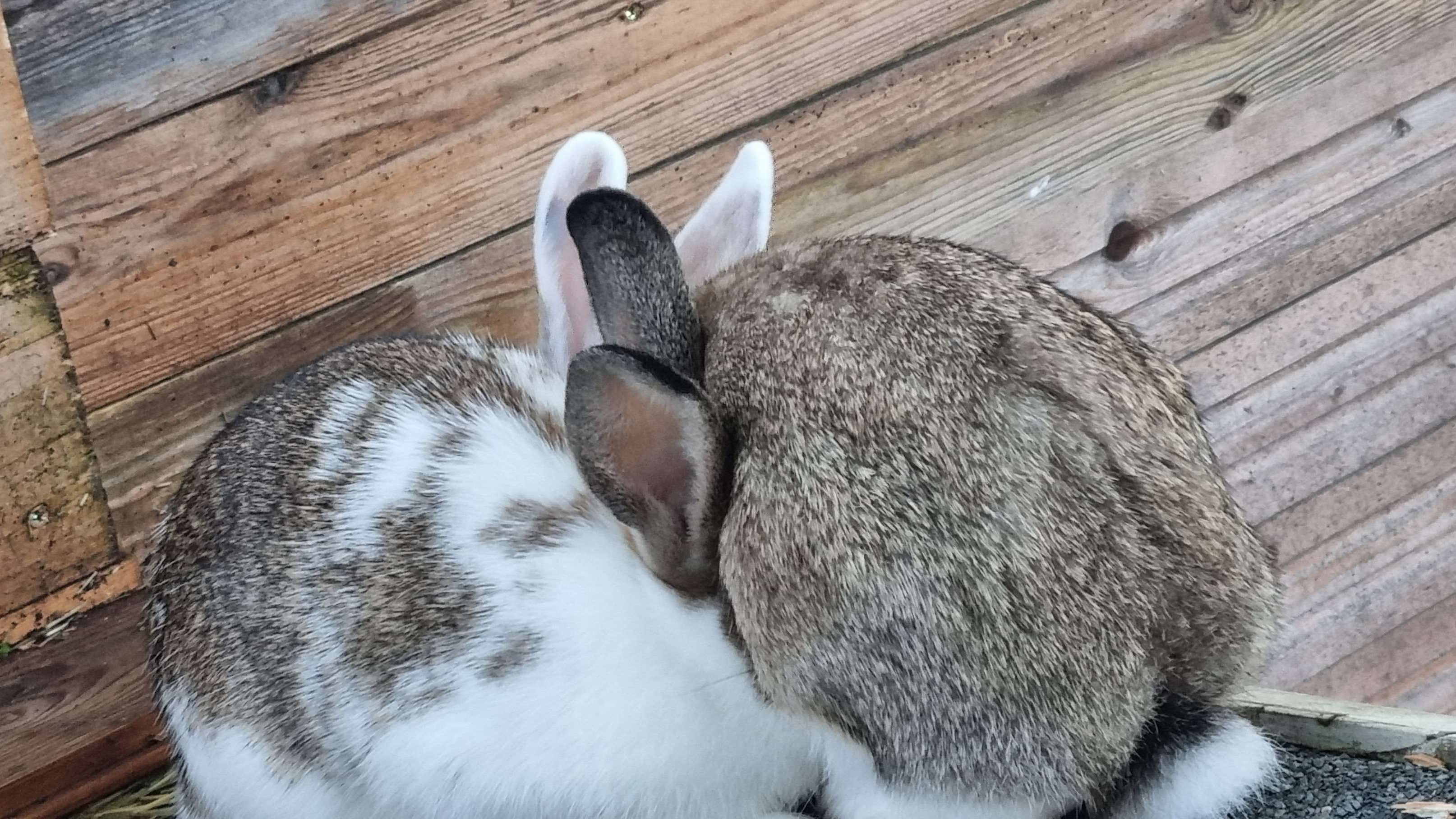 Bunball