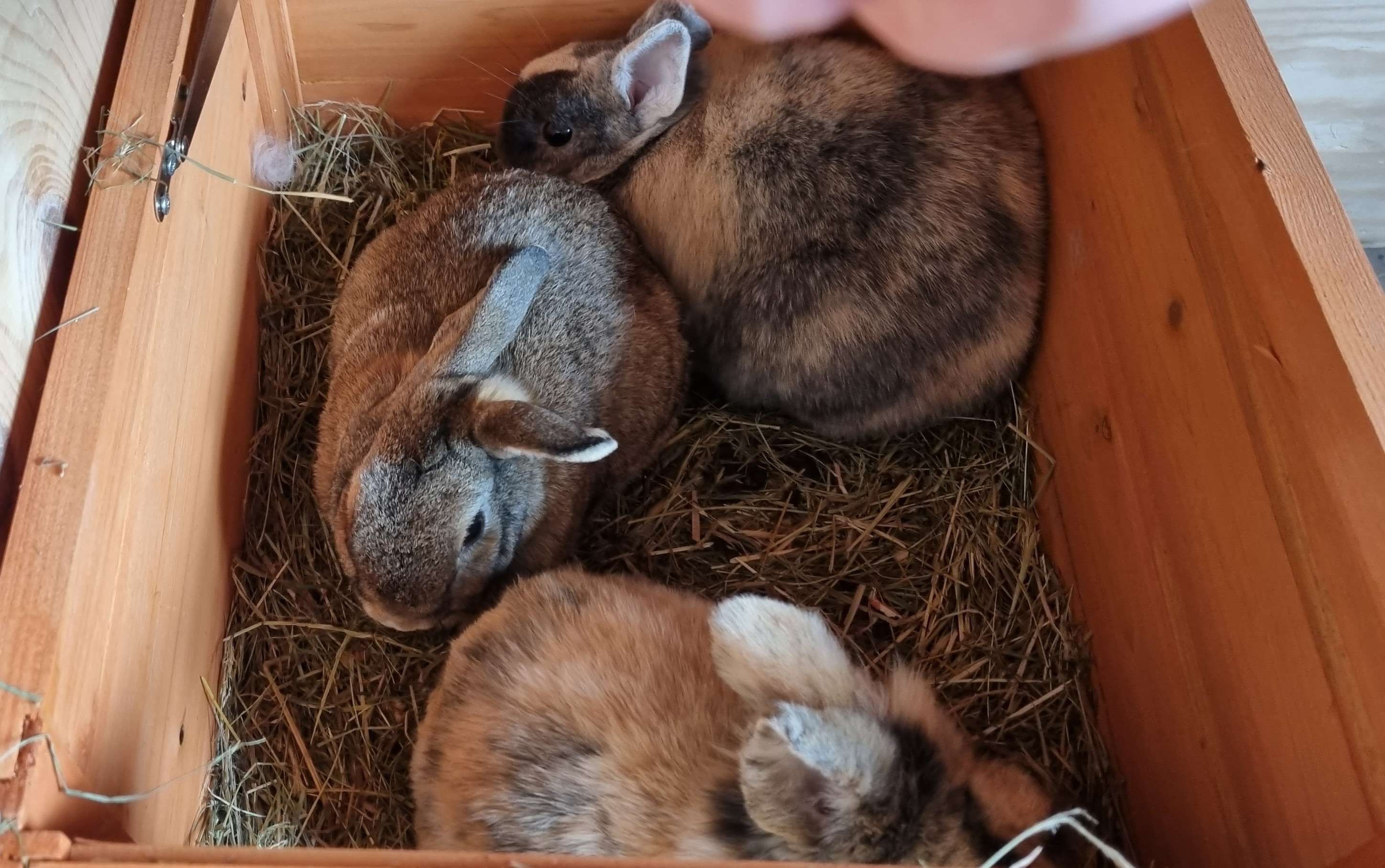 3 BUNS IN THE SAME LITTLE HUT