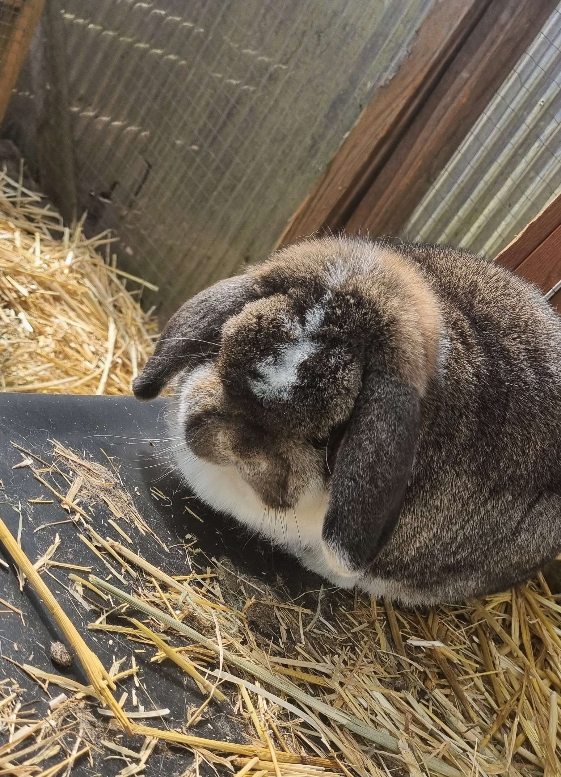 Grumpy looking Sweetheart Bunny