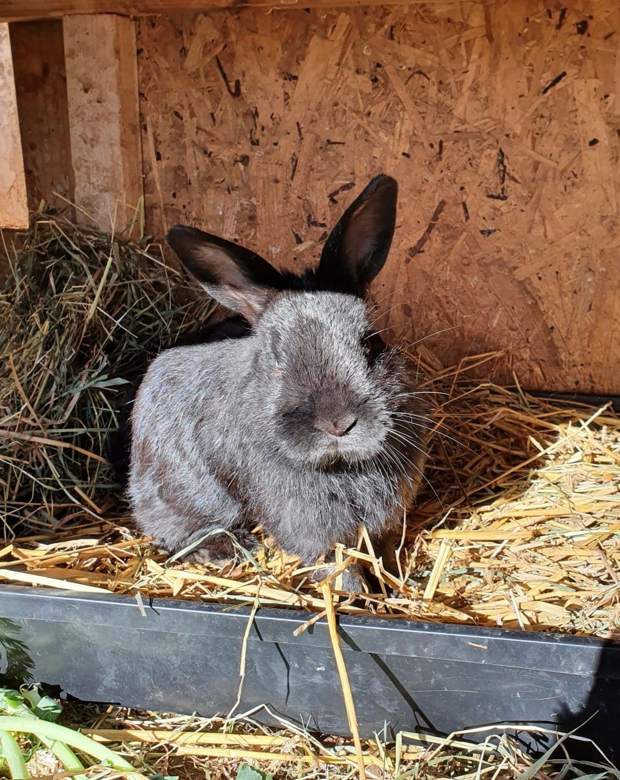 Hello I am back and as such my bunny greets thy!